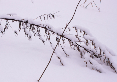 Collecte spéciale de branches